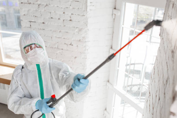 Best Emergency Mold Remediation  in Gerdine, AL