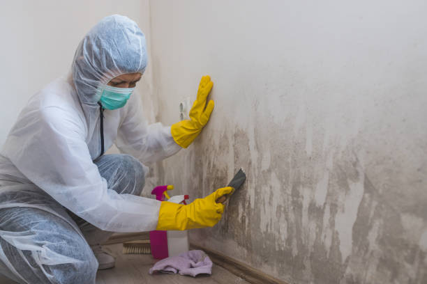 Best Mold Remediation for Healthcare Facilities  in Gerdine, AL