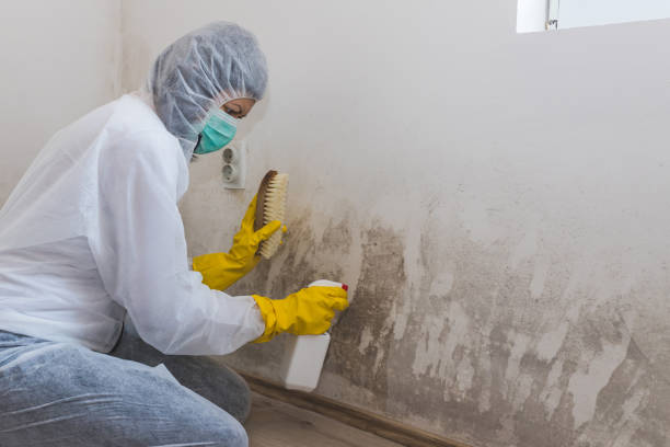 Best Biohazard Mold Removal  in Gerdine, AL