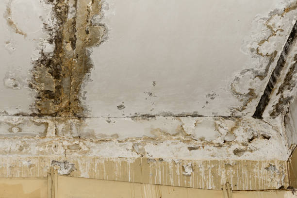Best Emergency Mold Remediation  in Gerdine, AL