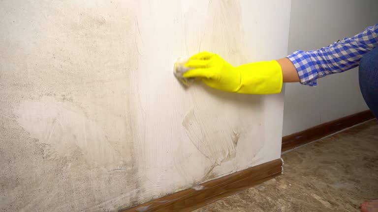Professional Mold Removal in Geraldine, AL