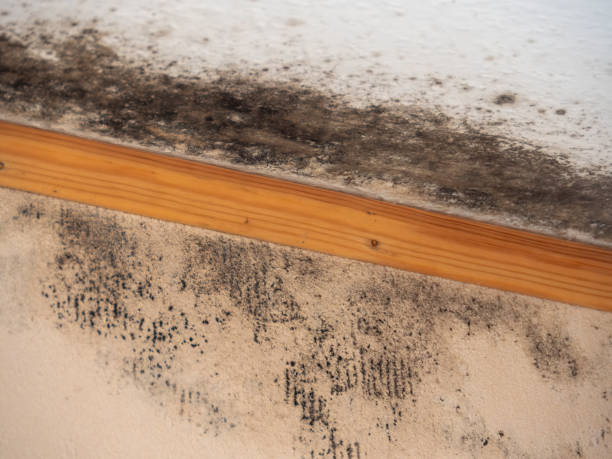 Best Comprehensive Air Testing for Mold Contaminants  in Gerdine, AL