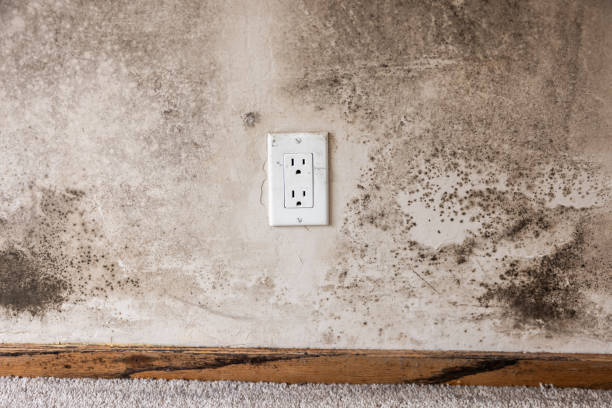 Best Mold Odor Removal Services  in Gerdine, AL